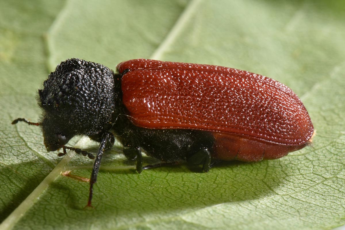 Bostrichidae: Bostrichus capucinus